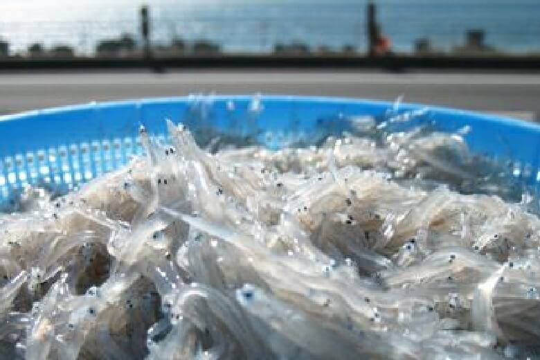駿河湾産しらすのおいしさ