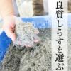 由比港水揚げシラス