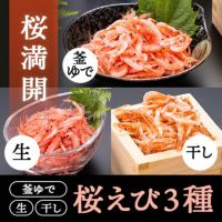 桜満開セット